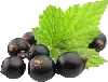 Black Currants