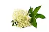 Elderflower