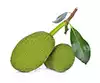 Jackfruit