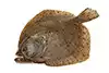 Turbot