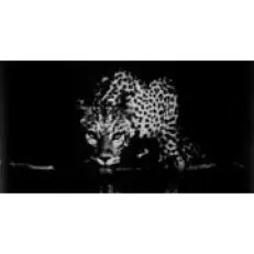 सेबेस्टियाओ सालगाडो द्वारा टैटिंगर टैटिंगर संग्रह