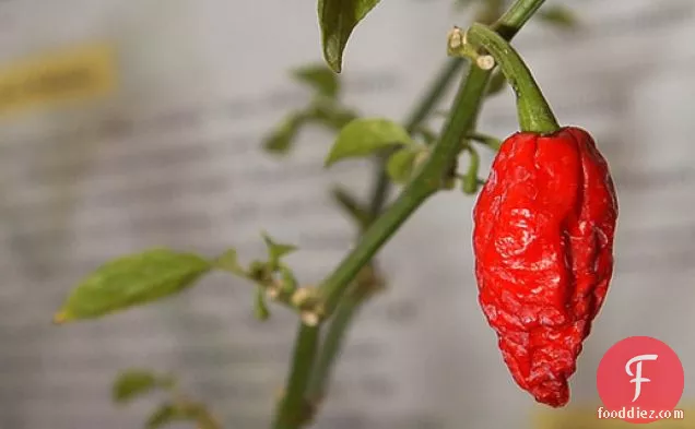 Serious Heat: What to Make with Bhut Jolokia, the World's Hottest Chile