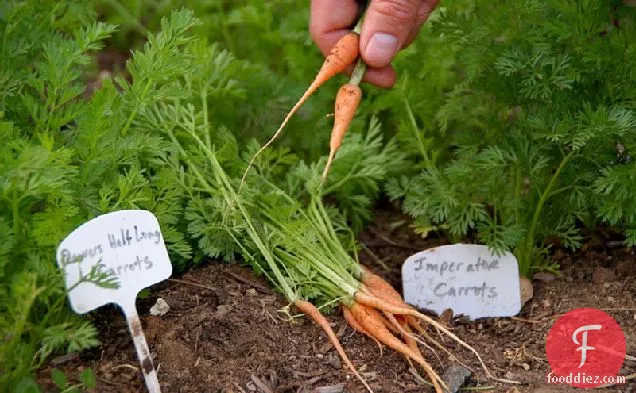 Spring Carrots With Mint & Quinoa Recipe