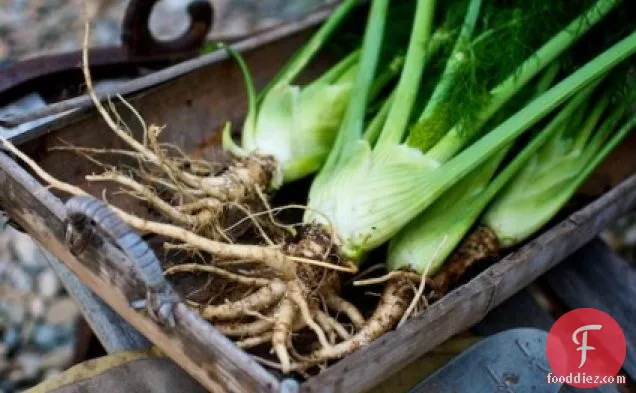 Grilled Fennel Bulbs Recipe