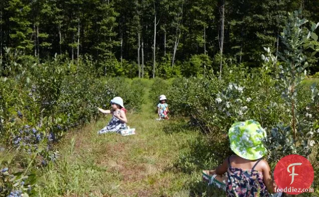 Field Trip: Blueberry Picking