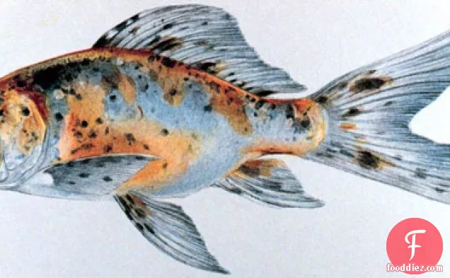 एक फ्लैश में फ्रेंच: ट्राउट एन पैपिलोट