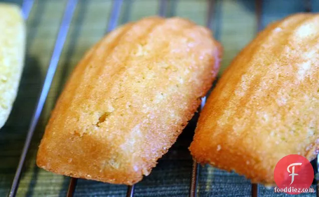 Classic Madeleines