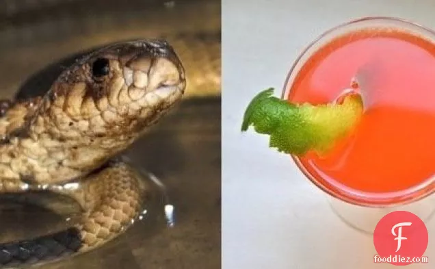 Tribute Cocktail For The Bronx Zoo's Cobra Straight Up Cocktail